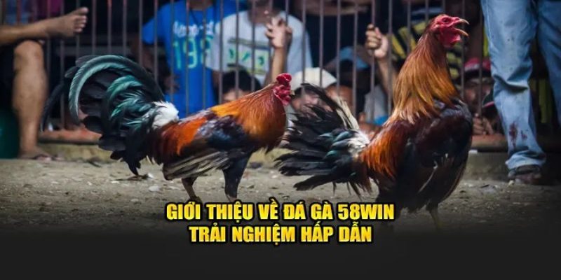 Mỗi trận đấu đều được ghi hình bằng công nghệ HD sắc nét